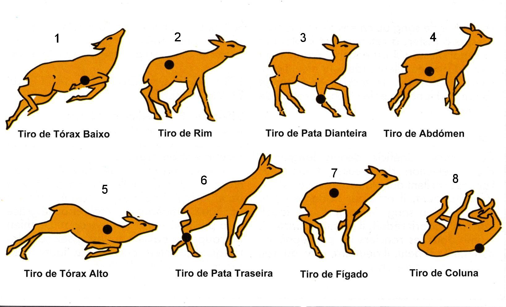 CORÇA, Habitat do Animal, Características, Significado