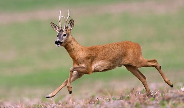 Corça na floresta de abetos capreolus capreolus corça selvagem na natureza