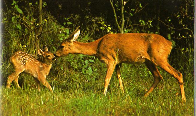 Corça na natureza selvagem em um campo