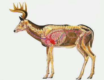 deer-anatomy.jpg