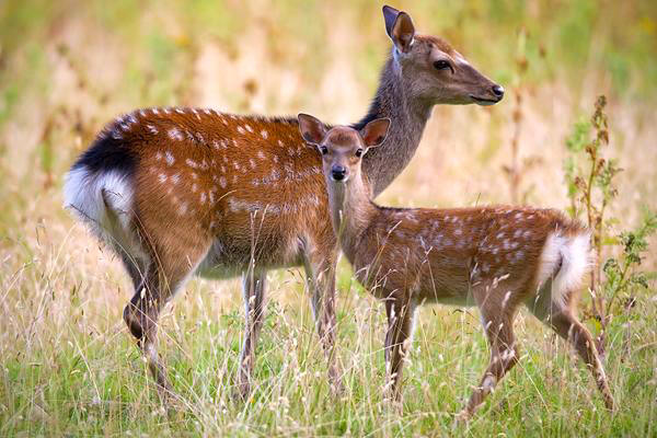 fallow_deer.jpg