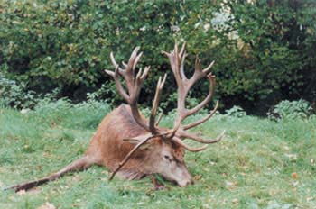 red-deer.jpg